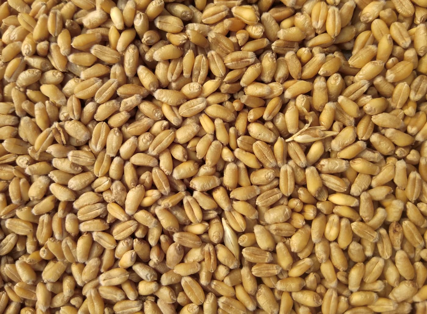 Grain Gate Farms