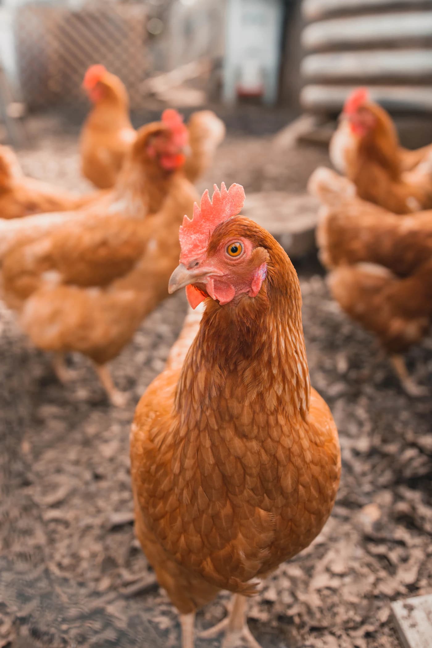 Live Broiler Chicken